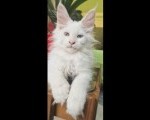 Maine Coon mačići